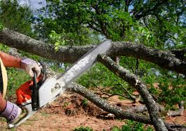 Why Choose Our Tree Removal Services in Greenville, DE?