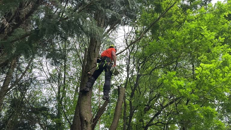 Best Seasonal Cleanup (Spring/Fall)  in Greenville, DE