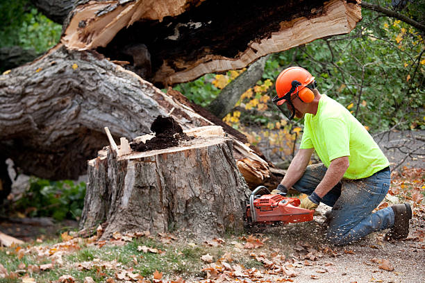 Best Fruit Tree Pruning  in Greenville, DE