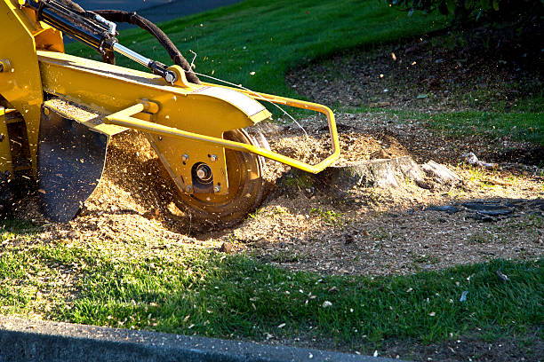 Tree and Shrub Care in Greenville, DE